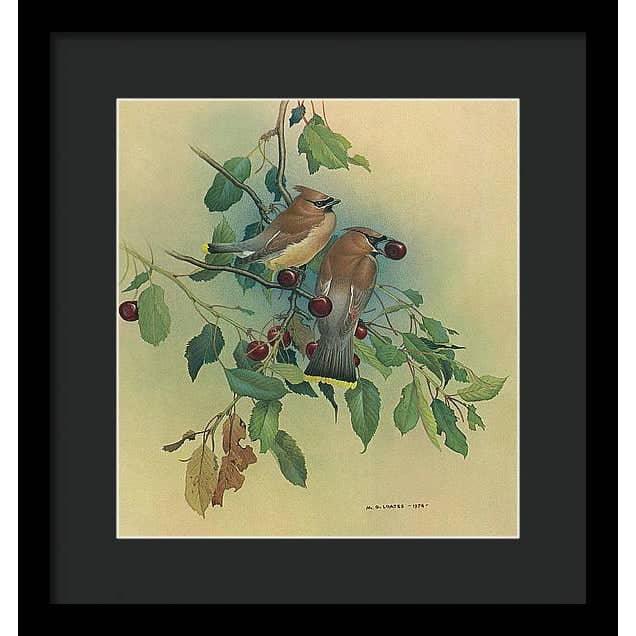 Cedar Waxwings in Cherry Tree - Framed Print | Artwork by Glen Loates