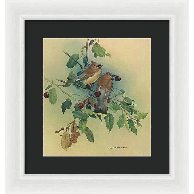 Cedar Waxwings in Cherry Tree - Framed Print | Artwork by Glen Loates