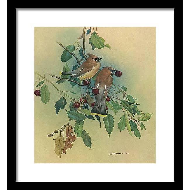 Cedar Waxwings in Cherry Tree - Framed Print | Artwork by Glen Loates
