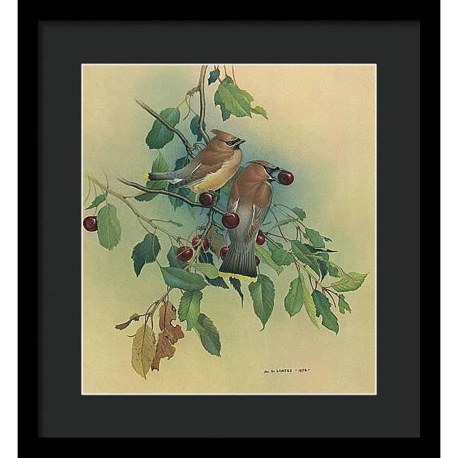 Cedar Waxwings in Cherry Tree - Framed Print | Artwork by Glen Loates