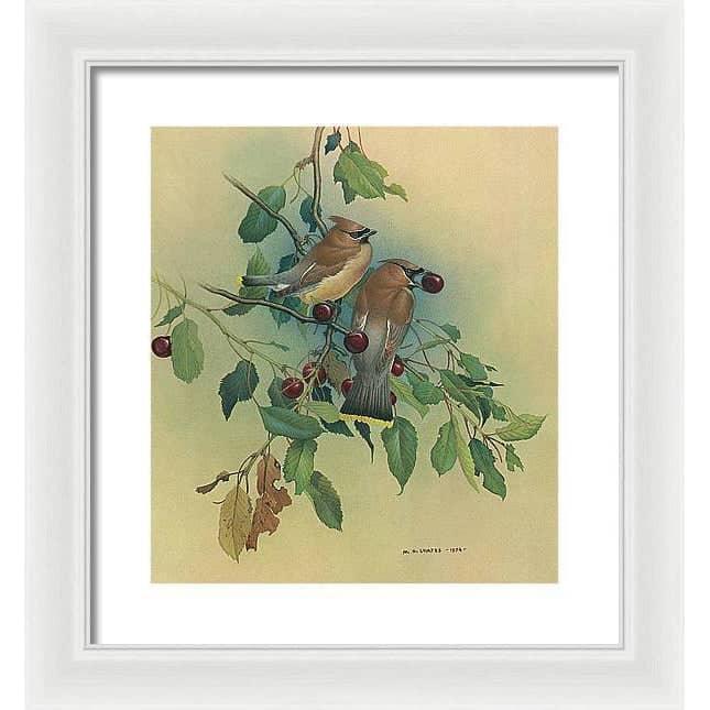 Cedar Waxwings in Cherry Tree - Framed Print | Artwork by Glen Loates