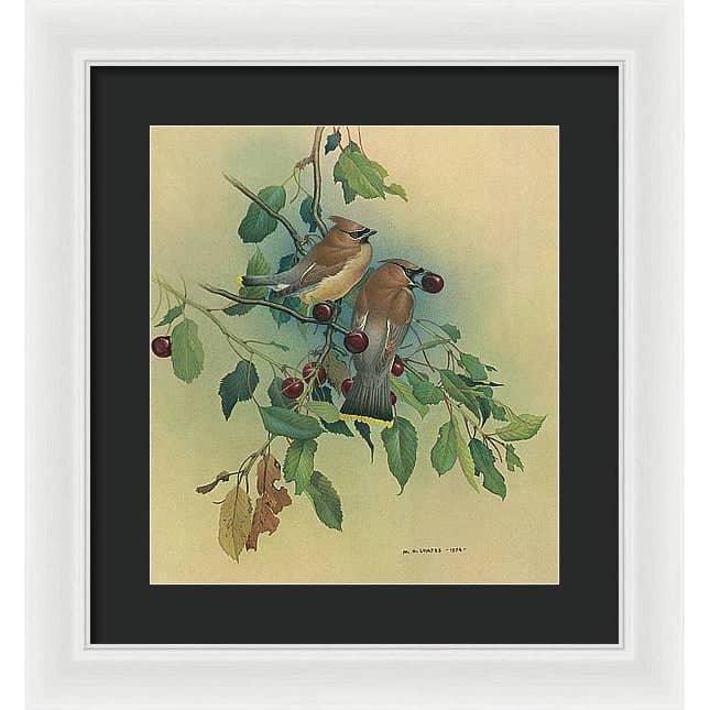 Cedar Waxwings in Cherry Tree - Framed Print | Artwork by Glen Loates