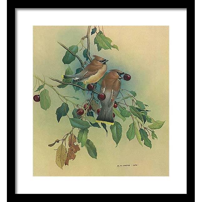 Cedar Waxwings in Cherry Tree - Framed Print | Artwork by Glen Loates