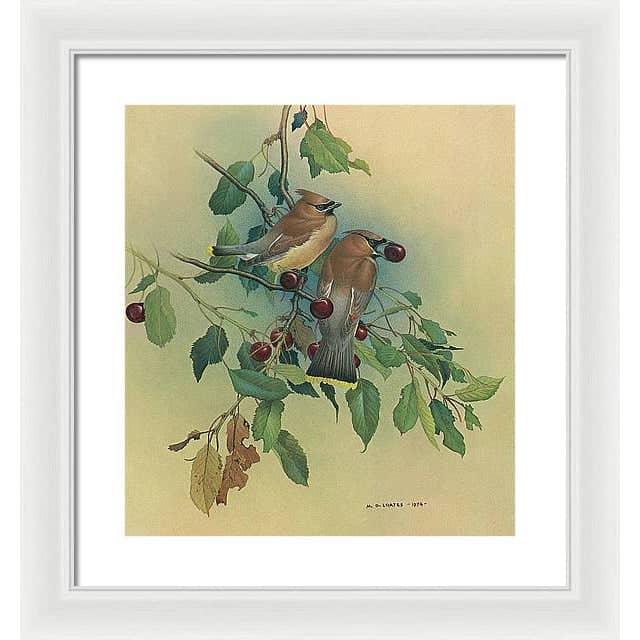 Cedar Waxwings in Cherry Tree - Framed Print | Artwork by Glen Loates