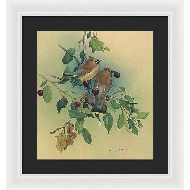 Cedar Waxwings in Cherry Tree - Framed Print | Artwork by Glen Loates