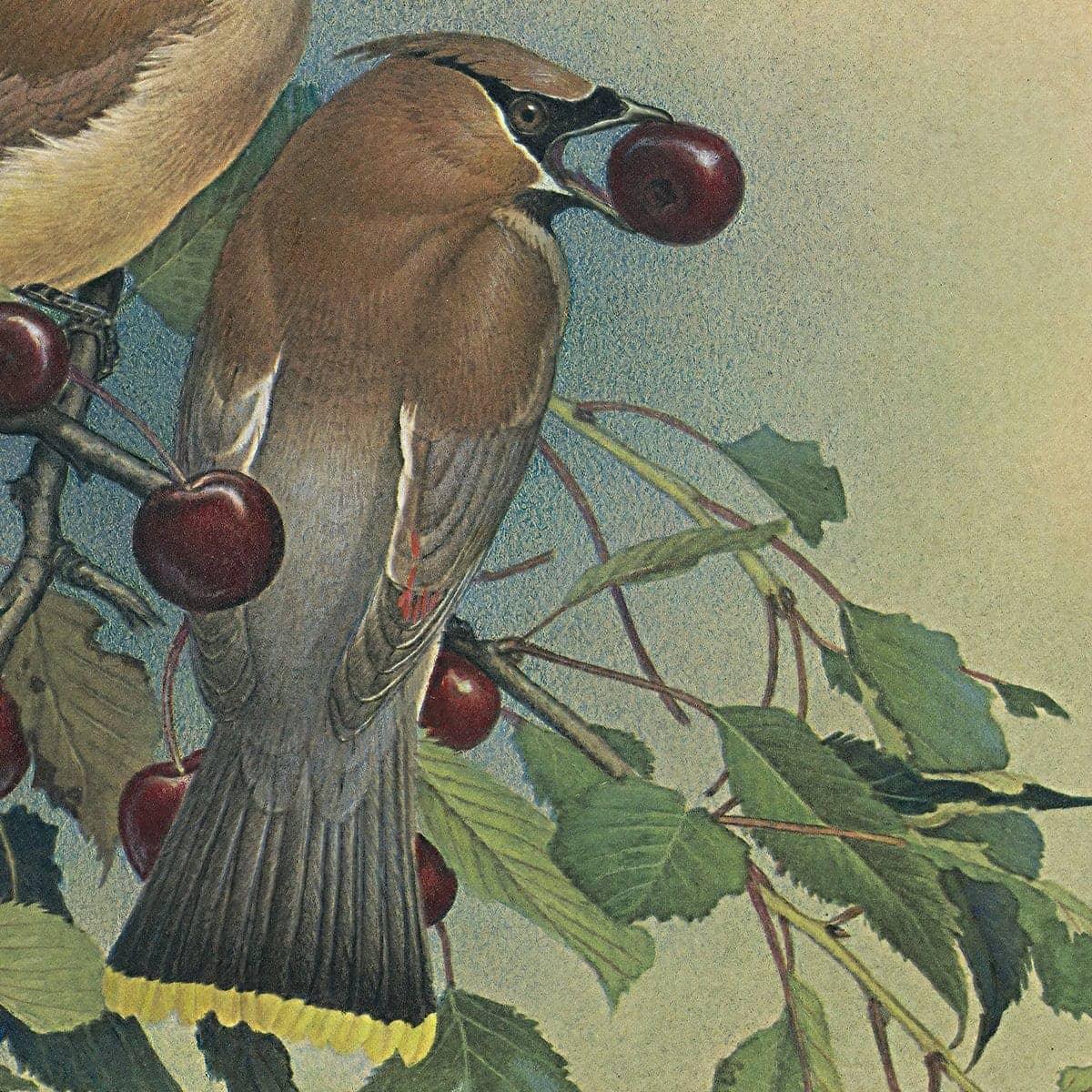 Cedar Waxwings in Cherry Tree - Framed Print | Artwork by Glen Loates