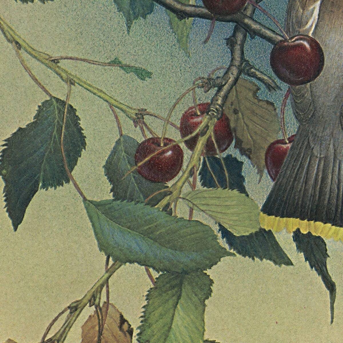 Cedar Waxwings in Cherry Tree - Framed Print | Artwork by Glen Loates