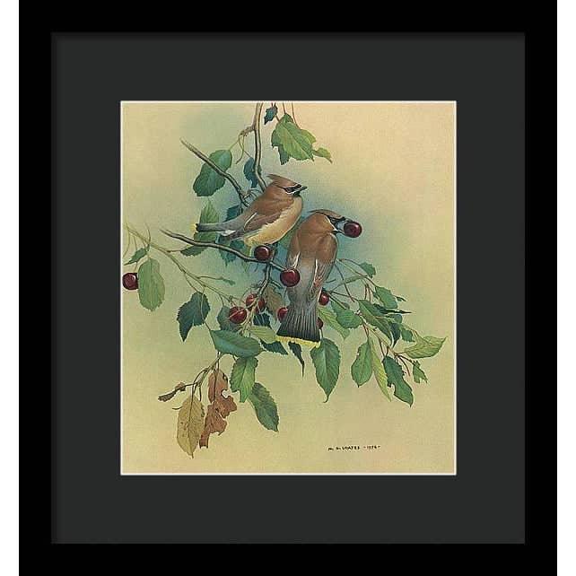 Cedar Waxwings in Cherry Tree - Framed Print | Artwork by Glen Loates
