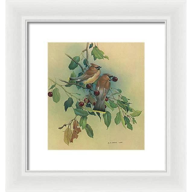 Cedar Waxwings in Cherry Tree - Framed Print | Artwork by Glen Loates
