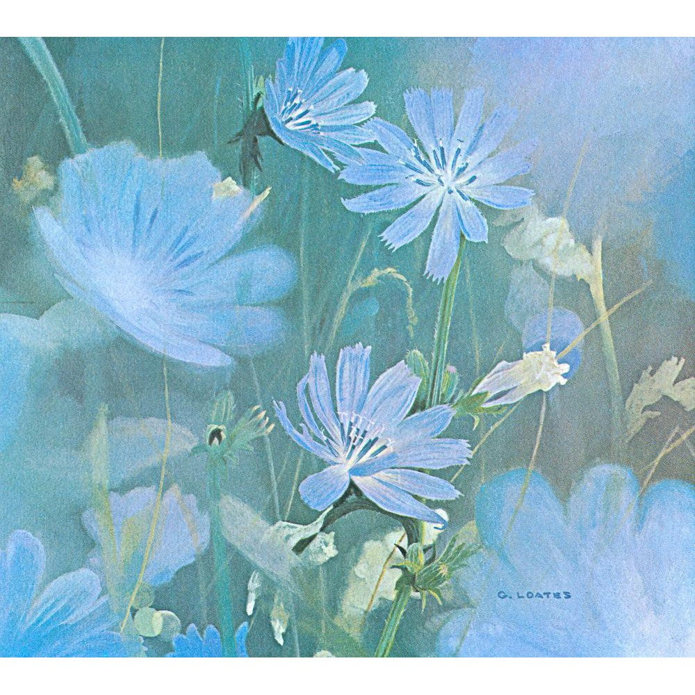 Chicories - Art Print | Artwork by Glen Loates