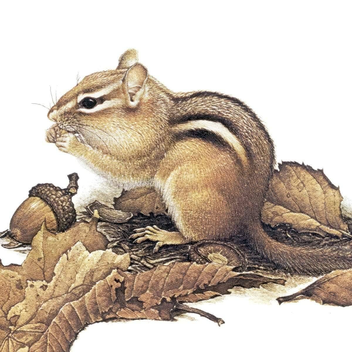 Chipmunk and Acorns - Canvas Print | Artwork by Glen Loates