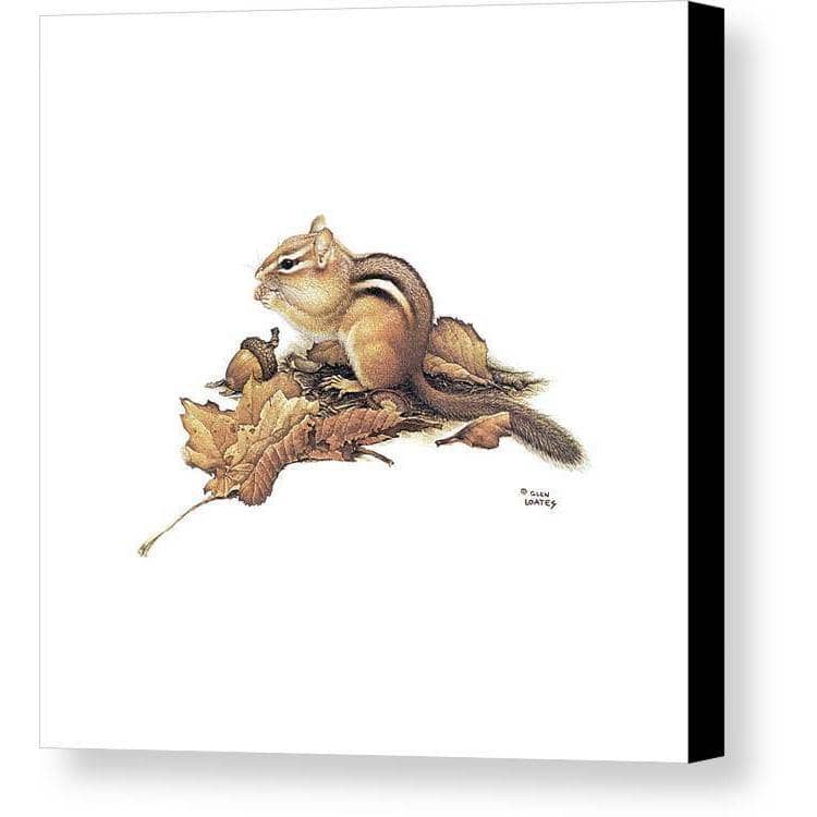 Chipmunk and Acorns - Canvas Print | Artwork by Glen Loates