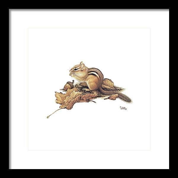 Chipmunk and Acorns - Framed Print | Artwork by Glen Loates
