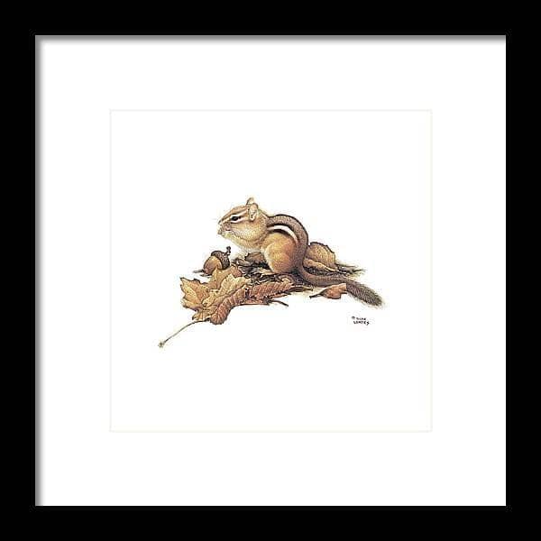 Chipmunk and Acorns - Framed Print | Artwork by Glen Loates