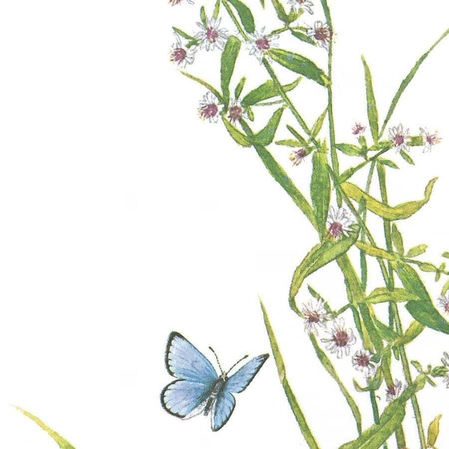 Chipmunk and Woodland Blue Butterfly - Canvas Print | Artwork by Glen Loates