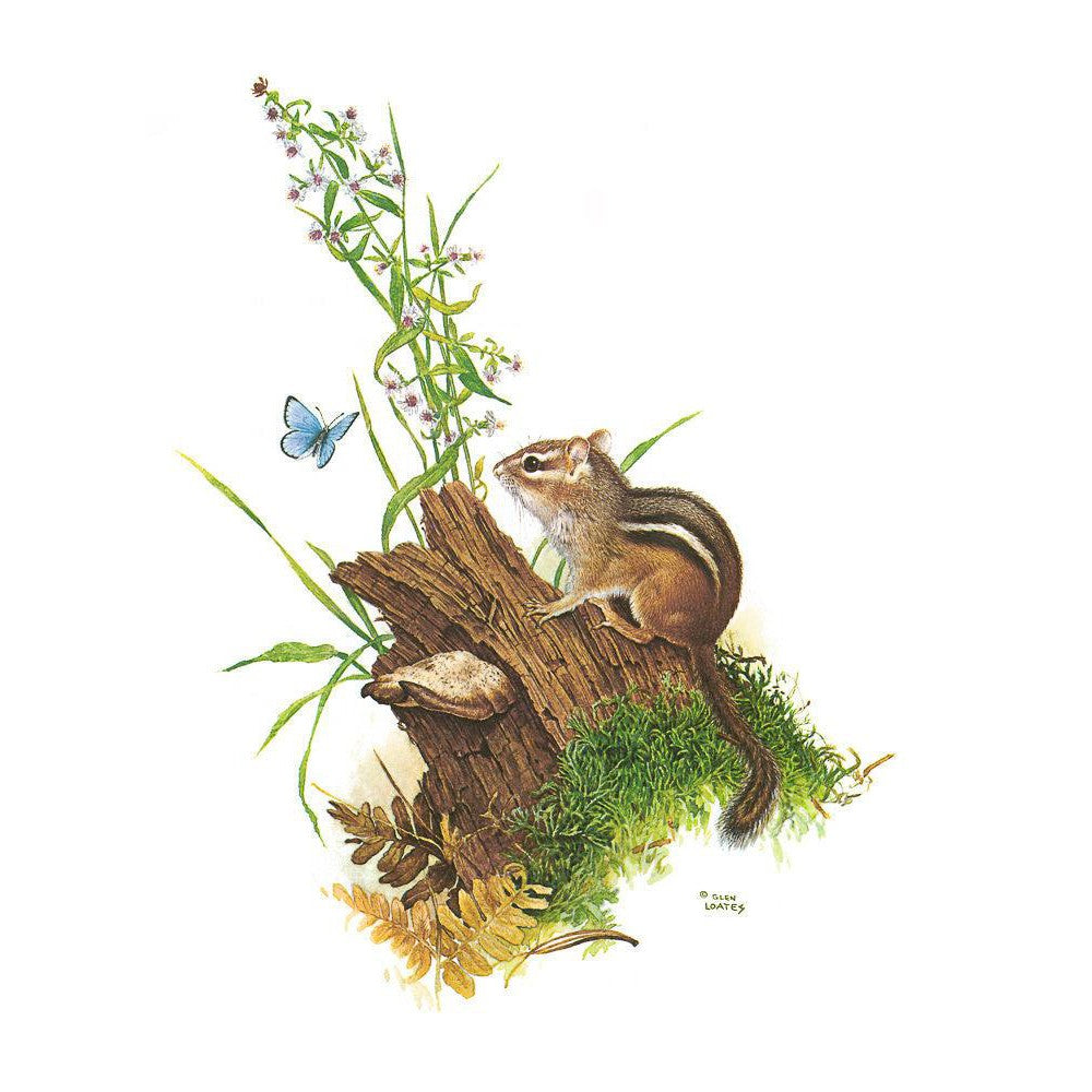 Chipmunk and Woodland Blue Butterfly - Canvas Print | Artwork by Glen Loates