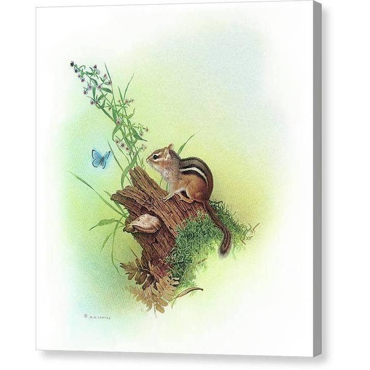 Chipmunk and Woodland Blue Butterfly Enhanced - Canvas Print | Artwork by Glen Loates