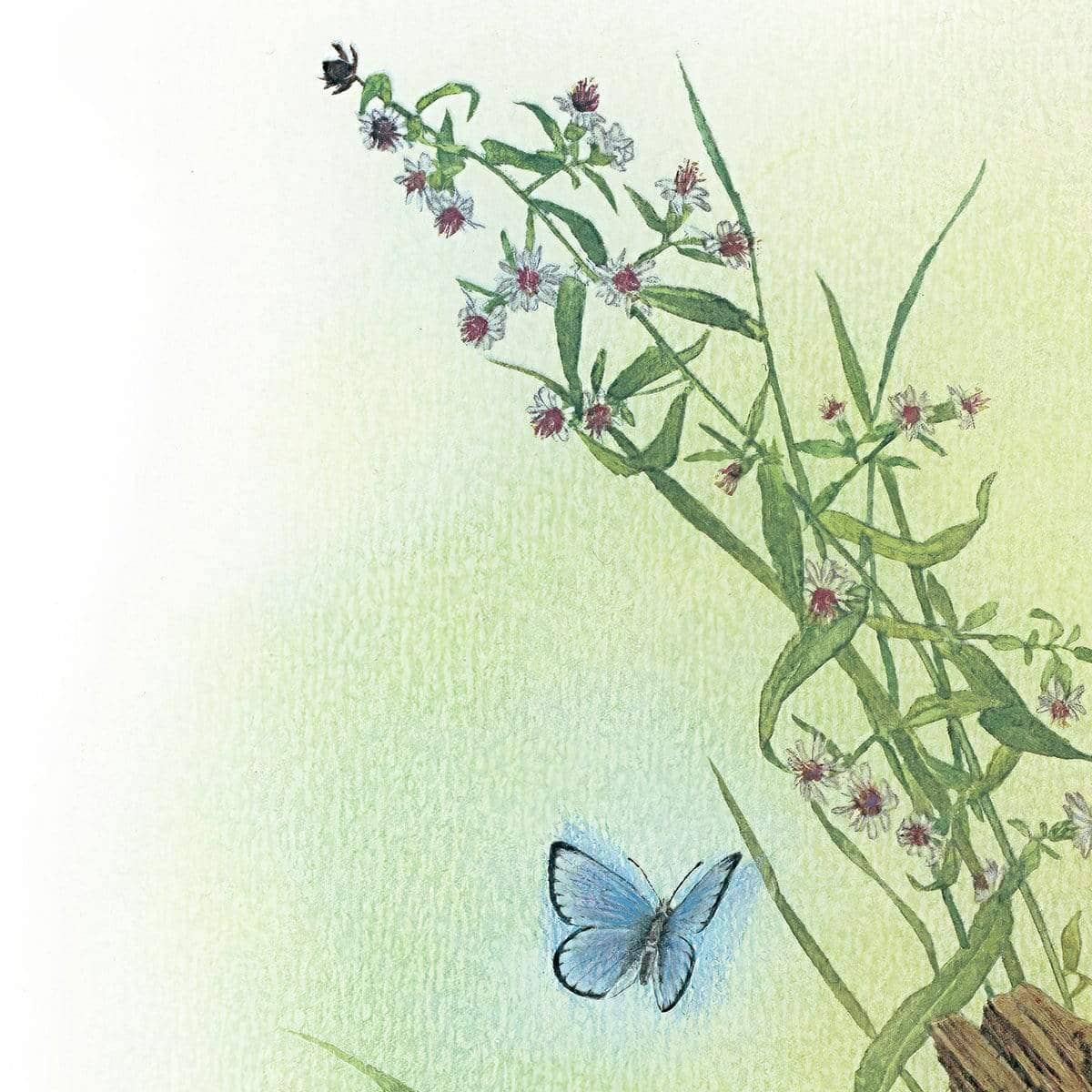 Chipmunk and Woodland Blue Butterfly Enhanced - Canvas Print | Artwork by Glen Loates