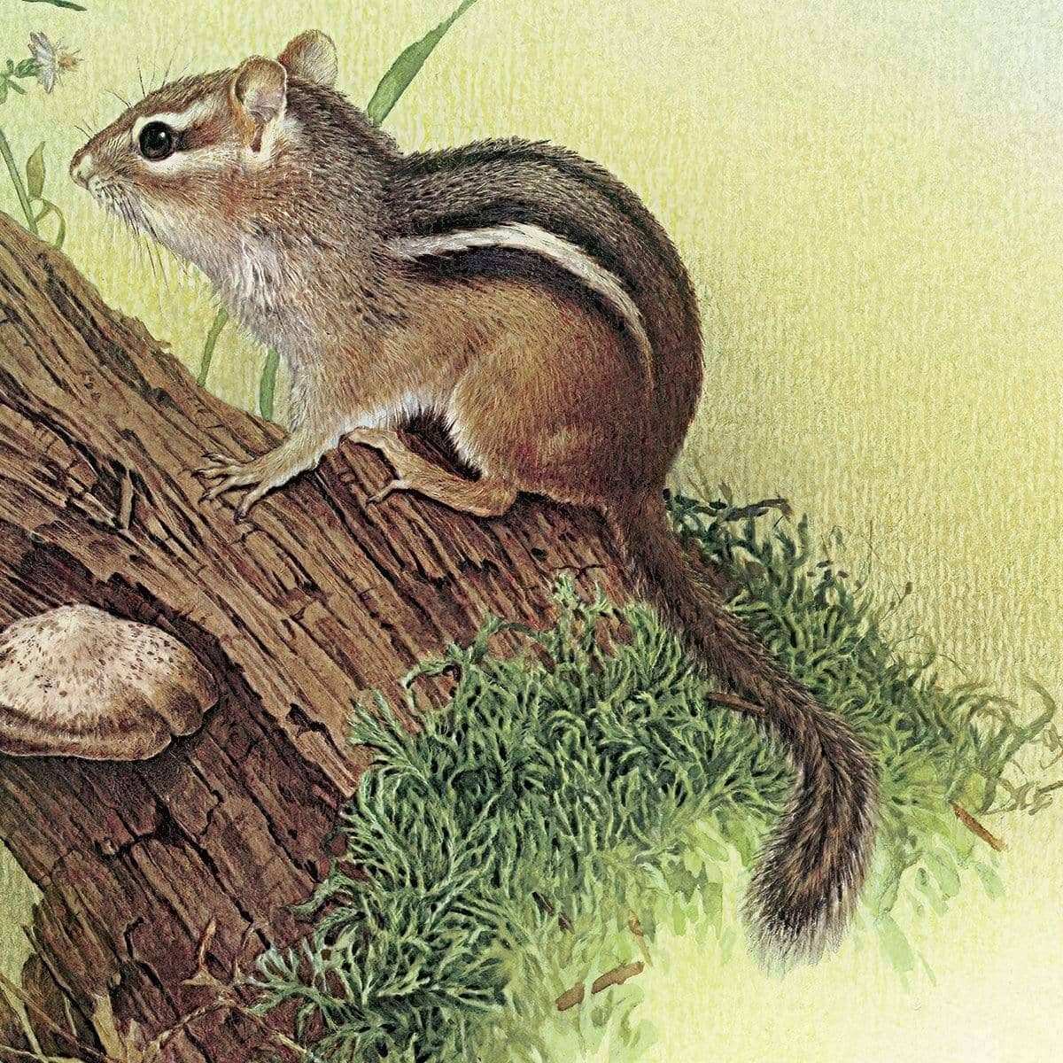 Chipmunk and Woodland Blue Butterfly Enhanced - Framed Print | Artwork by Glen Loates