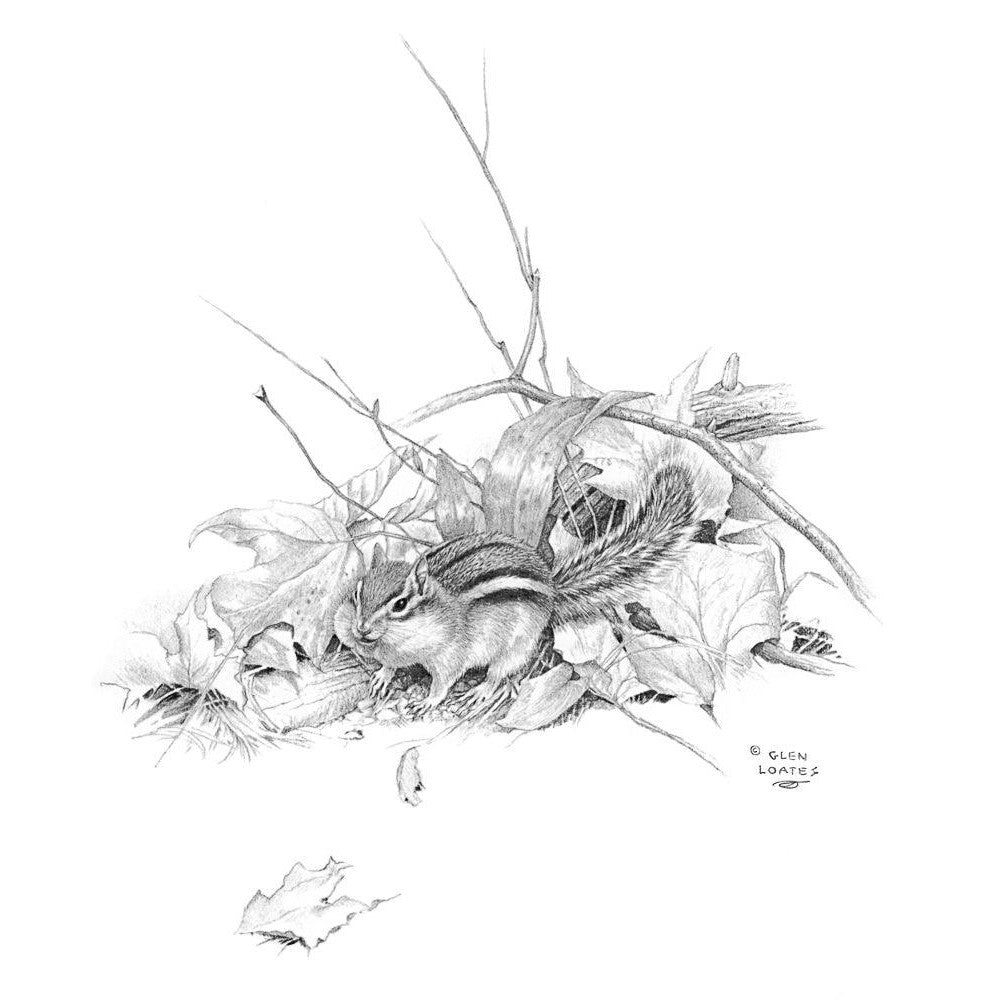Chipmunk - Canvas Print | Artwork by Glen Loates