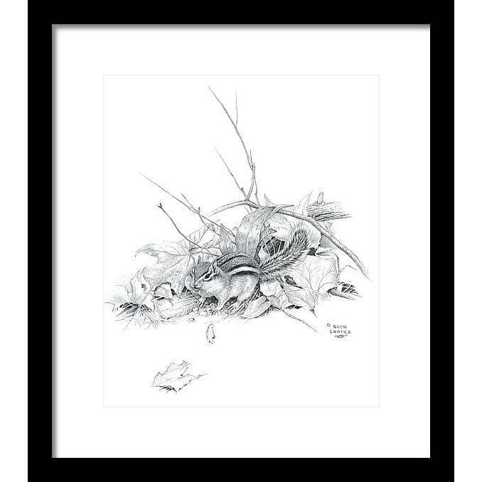 Chipmunk - Framed Print | Artwork by Glen Loates
