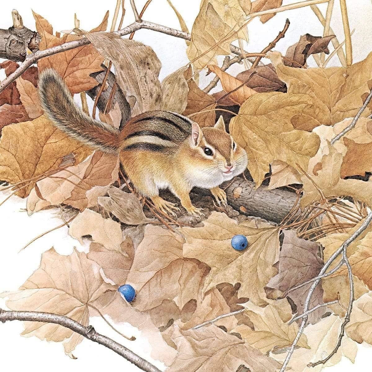 Chipmunk on Forest Floor - Art Print | Artwork by Glen Loates