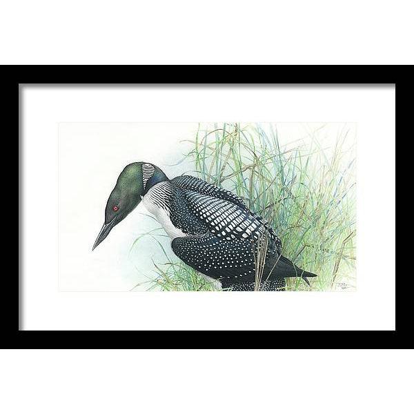 Common Loon Portrait - Framed Print | Artwork by Glen Loates
