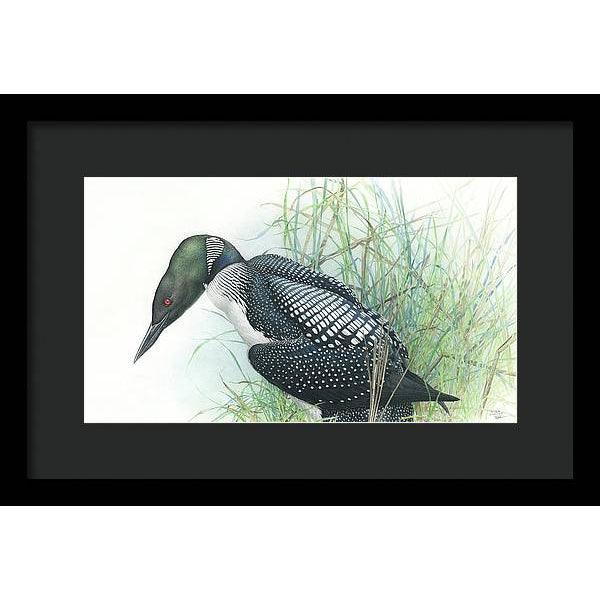 Common Loon Portrait - Framed Print | Artwork by Glen Loates