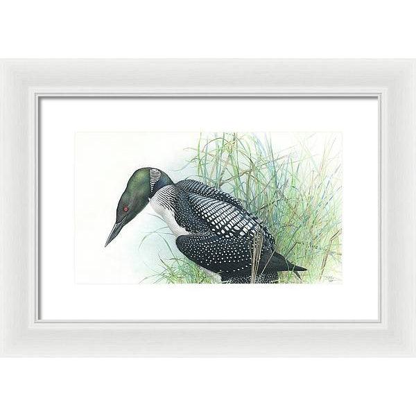 Common Loon Portrait - Framed Print | Artwork by Glen Loates