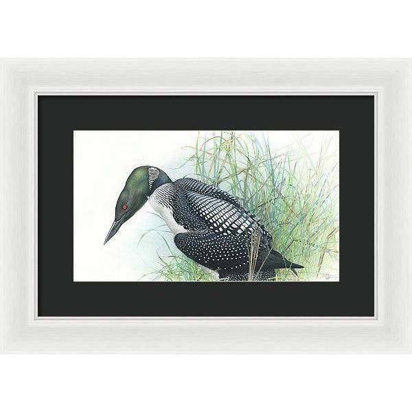 Common Loon Portrait - Framed Print | Artwork by Glen Loates