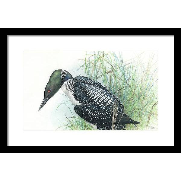 Common Loon Portrait - Framed Print | Artwork by Glen Loates