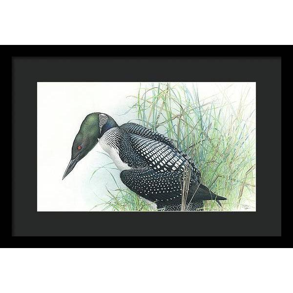 Common Loon Portrait - Framed Print | Artwork by Glen Loates