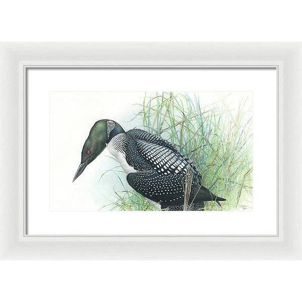 Common Loon Portrait - Framed Print | Artwork by Glen Loates