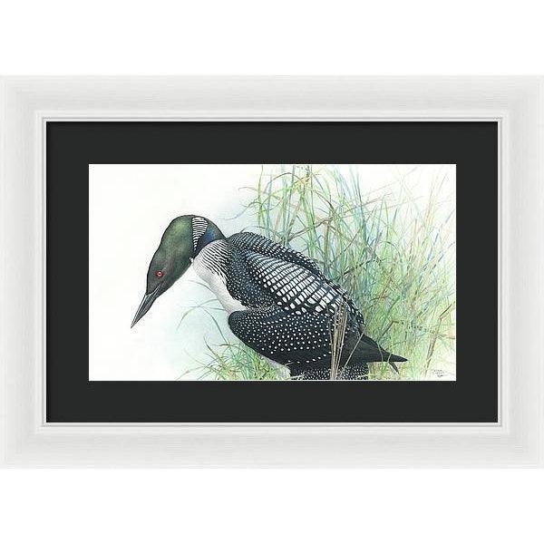 Common Loon Portrait - Framed Print | Artwork by Glen Loates
