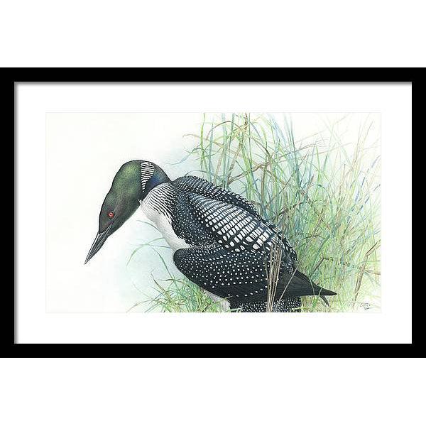Common Loon Portrait - Framed Print | Artwork by Glen Loates