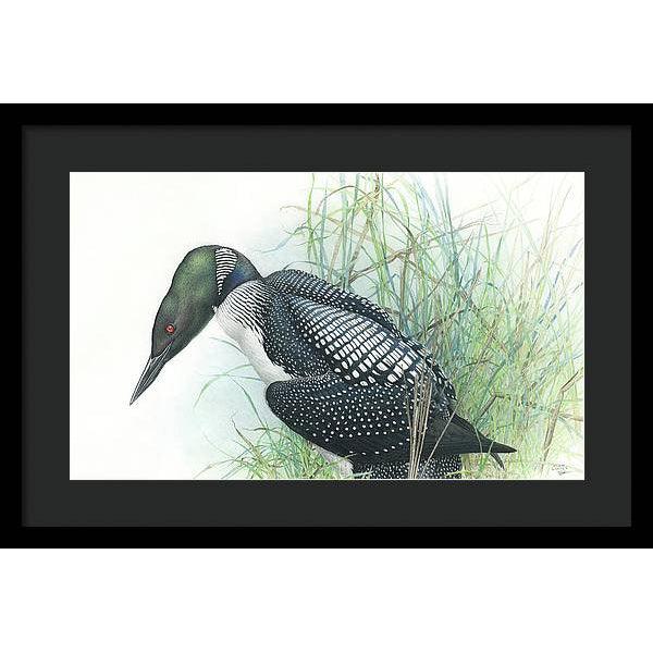 Common Loon Portrait - Framed Print | Artwork by Glen Loates