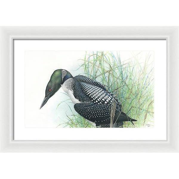 Common Loon Portrait - Framed Print | Artwork by Glen Loates