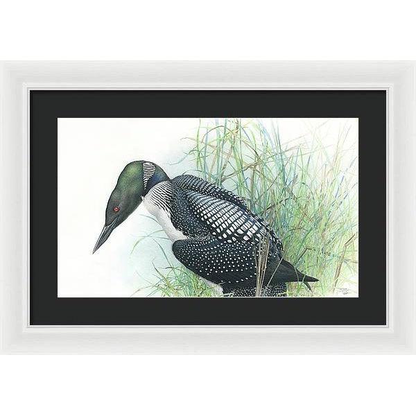 Common Loon Portrait - Framed Print | Artwork by Glen Loates
