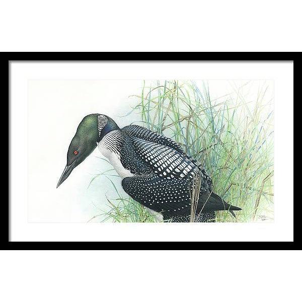 Common Loon Portrait - Framed Print | Artwork by Glen Loates