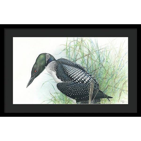 Common Loon Portrait - Framed Print | Artwork by Glen Loates