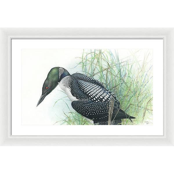 Common Loon Portrait - Framed Print | Artwork by Glen Loates