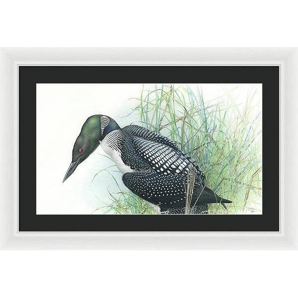Common Loon Portrait - Framed Print | Artwork by Glen Loates