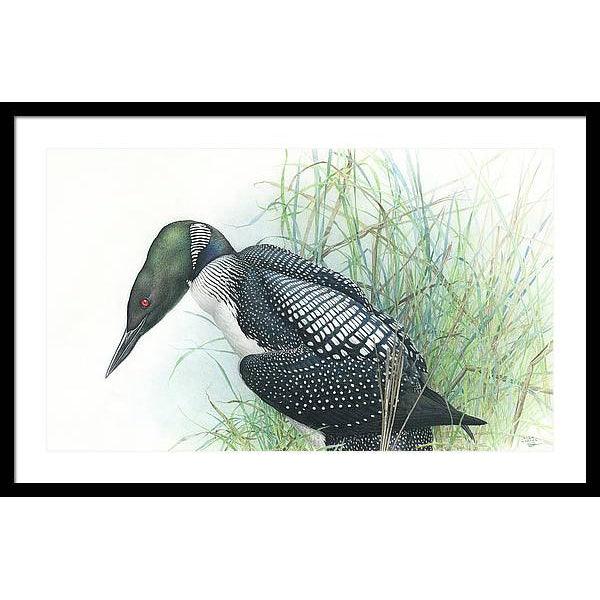 Common Loon Portrait - Framed Print | Artwork by Glen Loates
