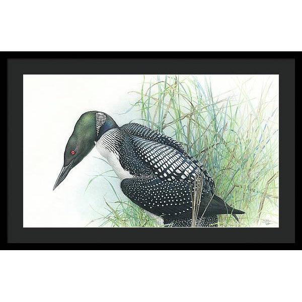 Common Loon Portrait - Framed Print | Artwork by Glen Loates