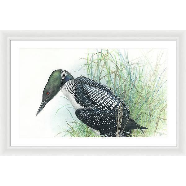 Common Loon Portrait - Framed Print | Artwork by Glen Loates