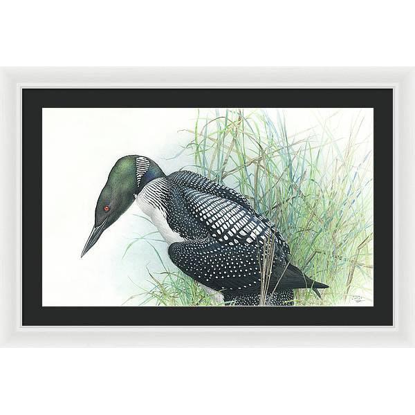 Common Loon Portrait - Framed Print | Artwork by Glen Loates