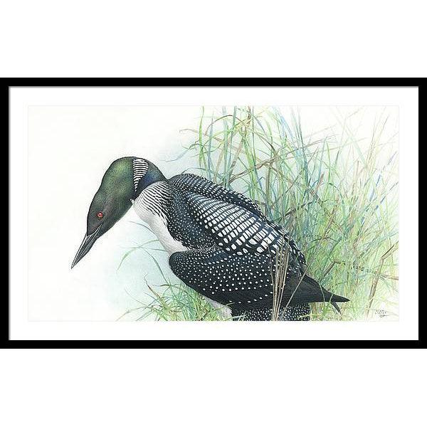 Common Loon Portrait - Framed Print | Artwork by Glen Loates