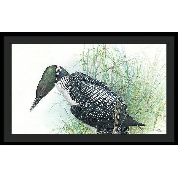 Common Loon Portrait - Framed Print | Artwork by Glen Loates