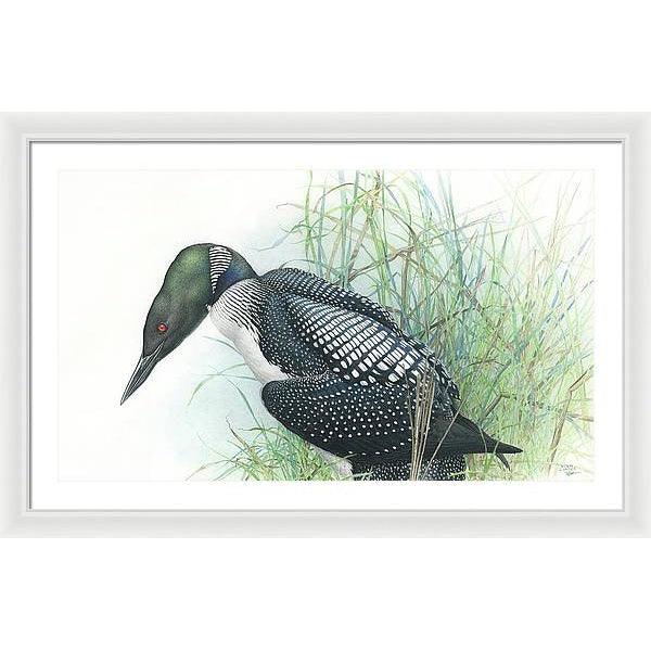 Common Loon Portrait - Framed Print | Artwork by Glen Loates