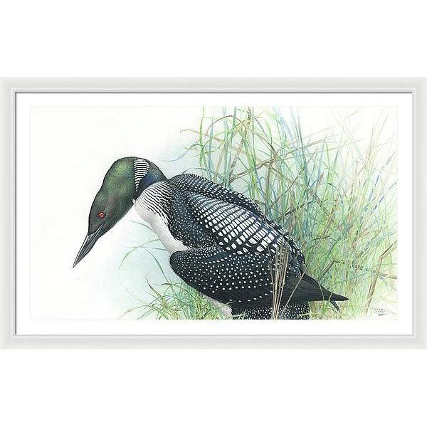 Common Loon Portrait - Framed Print | Artwork by Glen Loates